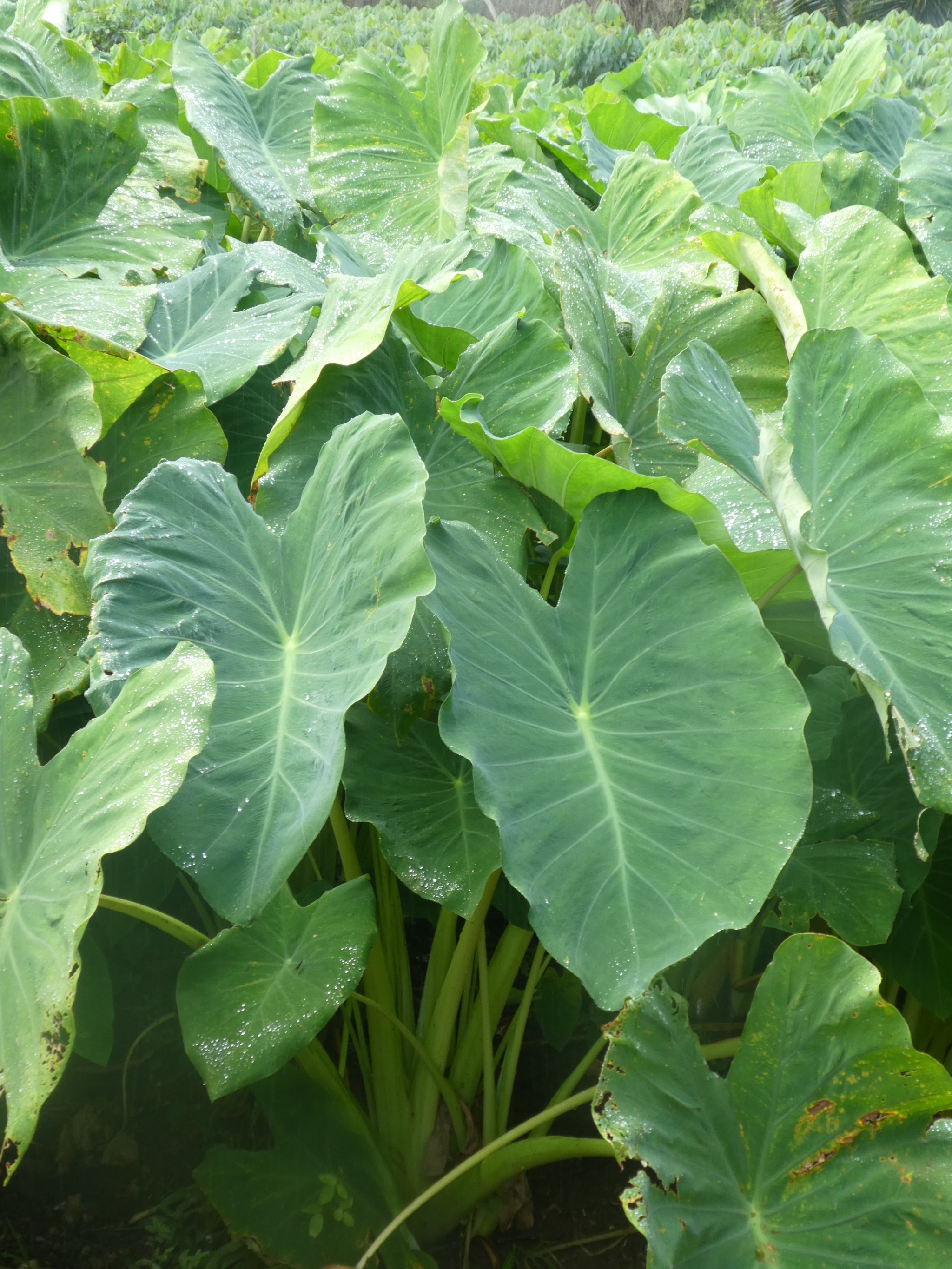 Image of taro leaves. large green leaves