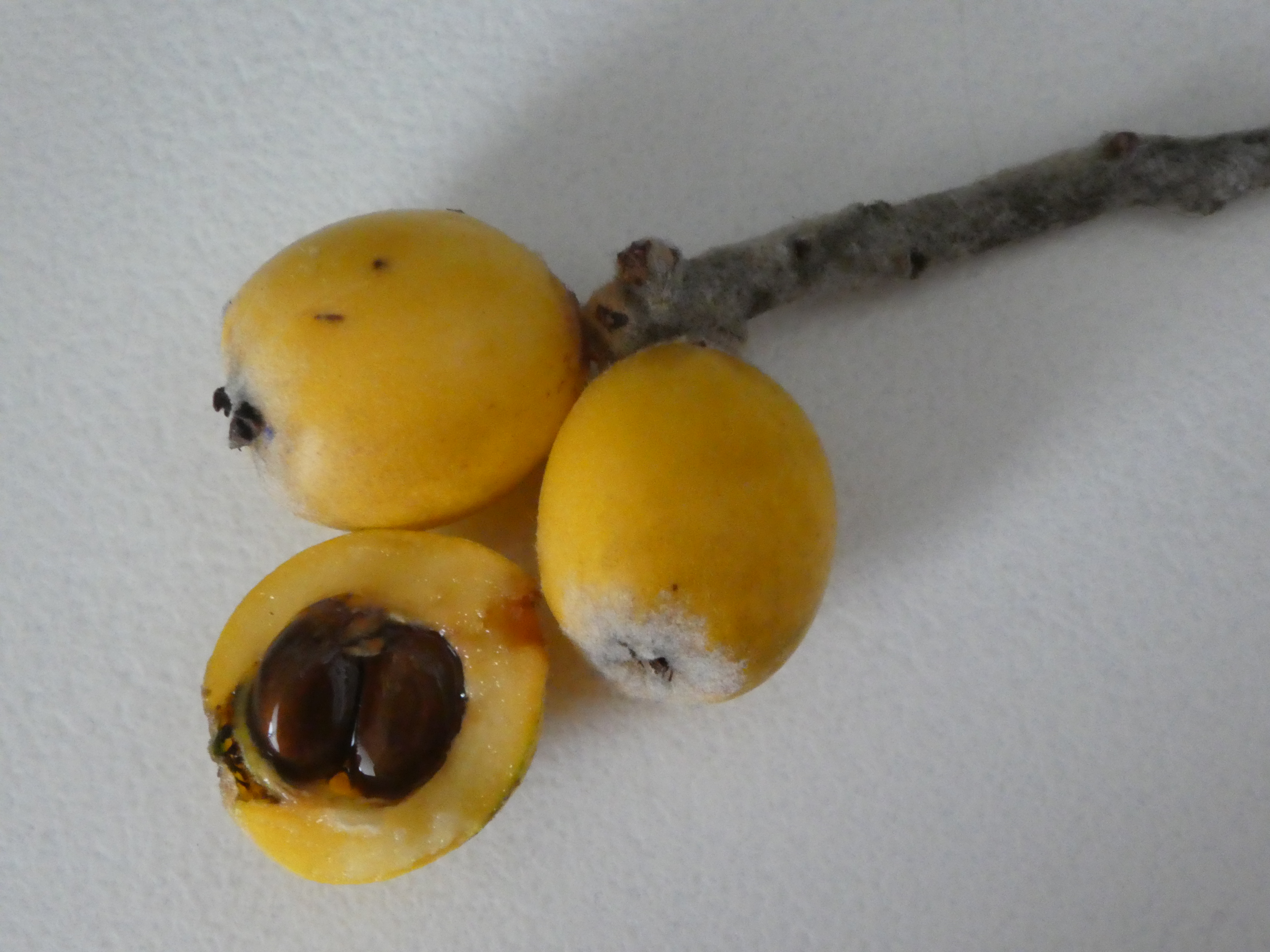 Yellow fruits loquat 日本語 ビワ