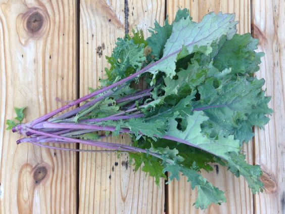 Red Russian Kale