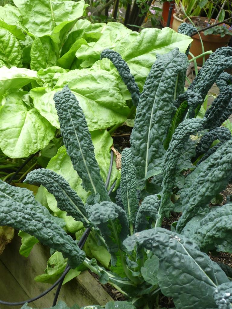 My Cavalo Nero