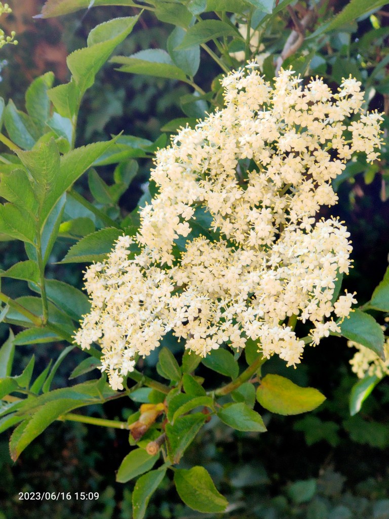 A spray of Elderflower